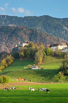 Cows Prints: Gruyere, Fribourg Canton, Switzerland