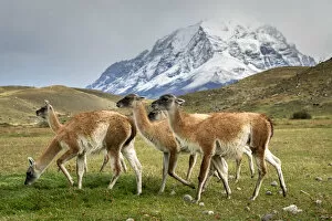 Images Dated 26th November 2019: Guanaco herd in front of snowcapped mountains, Torres del Paine National Park