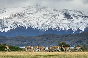 Chile Gallery: Guanaco herd in front of snowcapped mountains, Laguna Azul