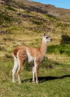 Images Dated 14th June 2018: Guanaco (Lama guanicoe), Torres del Paine National Park, Patagonia, Chile