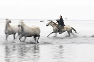 Cowboy Prints: A guardian herds two white horses through the water, Camargue, Provence-Alpes-Cote