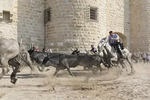 Guardians running black bulls through the streets of Aigues-Mortes, Camargue, Region Sud