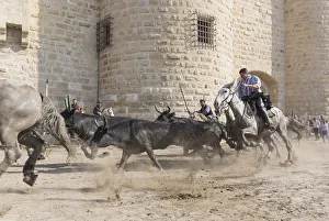 Guardians running black bulls through the streets of Aigues-Mortes, Camargue, Region Sud Guardians running black bulls through the streets of Aigues-Mortes, Camargue, Region Sud