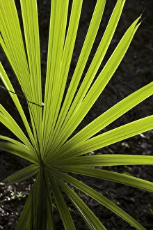 Green Gallery: Guatemala, El Peten, Tikal, Palm leaf