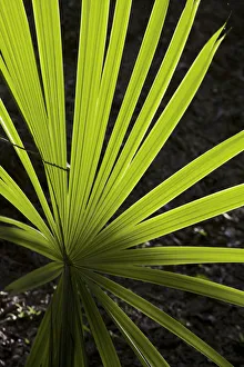 Palm Leaf Prints: Guatemala, El Peten, Tikal, Palm leaf
