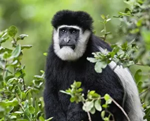 Images Dated 10th August 2011: A Guereza Colobus monkey in the Aberdare Mountains of Central Kenya