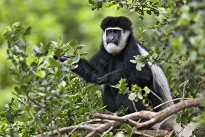 African Wildlife Gallery: A Guereza Colobus monkey in the Aberdare Mountains of Central Kenya