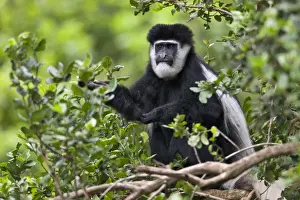 Primate Prints: A Guereza Colobus monkey in the Aberdare Mountains of Central Kenya