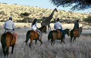Laikipia Collection: Guests view game from horseback at Wilderness Trails, Lewa Downs