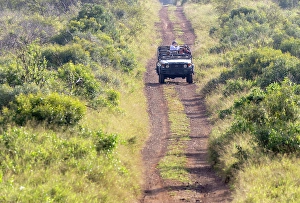 Jeep Prints: Guide taking tourists on a game drive, Zimanga Private Game Reserve, Natal, South Africa