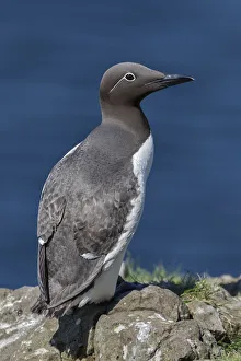 Animalia Prints: Guillemot on the cliffs, Isle of Lunga, Treshnish Isles, Scotland, Europe