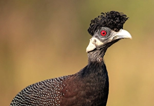 Natal Prints: Guinea fowl, Zimanga Private Game Reserve, Natal, South Africa