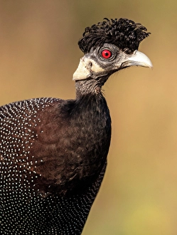 Natal Prints: Guinea fowl, Zimanga Private Game Reserve, Natal, South Africa