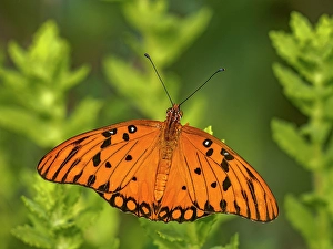 Insects Prints: Gulf Fritillary (Agraulis vanillae), Grand Cayman, Cayman Islands, British West Indies