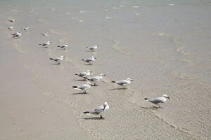 Western Australia Collection: Gull at beach - Australia, Western Australia, Gascoyne, Cape Range