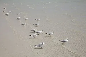 Western Australia Collection: Gull at beach - Australia, Western Australia, Gascoyne, Cape Range