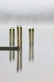 Perch Prints: Gulls perch on wooden jetty posts on a misty morning at Derwent Water, Keswick, Lake