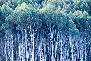 Forests Collection: Gum Trees, New Zealand