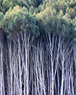 Eucalyptus Gallery: Gum Trees, New Zealand