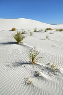 Gypsum desert White Sands with Yuccas - USA, New Mexico, Otero