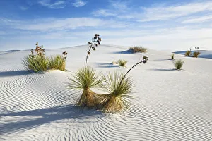 Gypsum desert White Sands with Yuccas - USA, New Mexico, Otero
