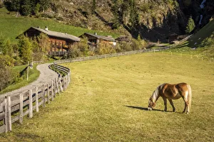 Hohe Tauern Prints: Haflinger horse and farm in Auservillgraten, Villgraten valley, East Tyrol, Austria