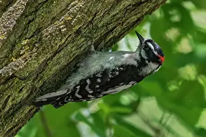 Maple Tree Prints: Hairy woodpecker (Leuconotopicus villosus) digging for insects on maple tree