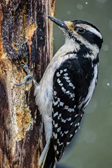 Males Prints: Hairy woodpecker (Picoides villosus) Female, Greater Sudbury, Ontario, Canada