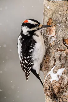 Attracting Wildlife Prints: Hairy woodpecker (Picoides villosus) Male, Greater Sudbury, Ontario, Canada