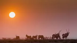 Next to Halali camp an herd of Orices grazes at sunset, Namibia