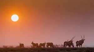 Next to Halali camp an herd of Orices grazes at sunset, Namibia Next to Halali camp an herd of Orices grazes at sunset, Namibia