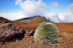 Crater Prints: Haleakala National Park, Puu Ula Ula Overlook, Silver Sword Plant, , Maui Hawaii, USA