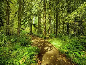Sea Stacks Prints: Hall of Mosses, Hoh Rain Forest, Olympic national Park, Washington State, USA