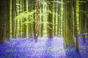 Hallerbos, beech forest in Belgium full of blue bell flowers