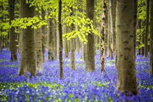 Hallerbos, beech forest in Belgium full of blue bell flowers