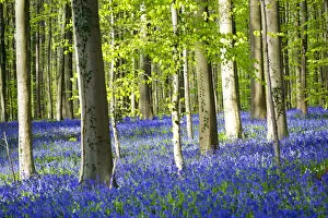 Natural Wonder Collection: Hallerbos, beech forest in Belgium full of blue bells flowers
