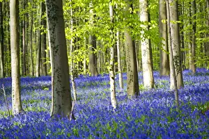 Bruxelles Prints: Hallerbos, beech forest in Belgium full of blue bells flowers