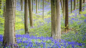 Hallerbos, beech forest in Belgium full of blue bells flowers