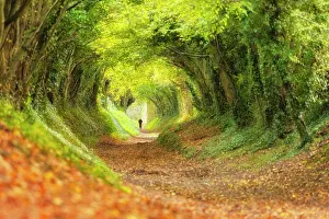 West Sussex Prints: Halnaker tree tunnel in autumn, Halnaker, West Sussex, England, UK, November 2017