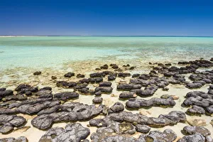 Hamelin Pool Marine Nature Reserve, Shark Bay, Gascoyne region, Western Australia