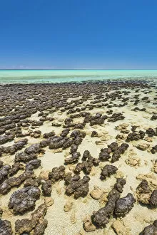Western Australia Collection: Hamelin Pool Marine Nature Reserve, Shark Bay, Gascoyne region, Western Australia