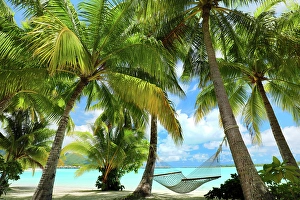 Society Islands Prints: Hammock strung between palm trees overlooking the beach and sea