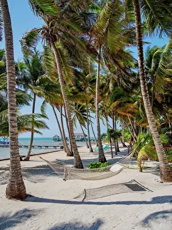 Cayo Ambergris Prints: Hammock at the waterfront of San Pedro Town, Ambergris Caye, Belize District, Belize
