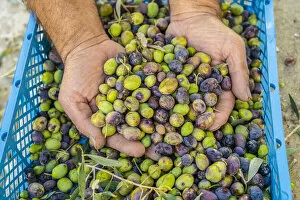 Images Dated 22nd December 2020: Hand picked Olives, Athienou, Cyprus