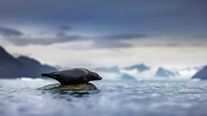Shallow Prints: Harbor seal, Phoca vitulina, in Northern Spitsbergen, Svalbard, Norway