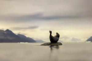 Shallow Prints: Harbor seal, Phoca vitulina, in Northern Spitsbergen, Svalbard, Norway