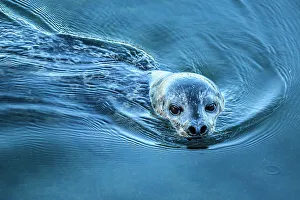 Swimming Prints: Harbour seal hunting salmon in Ketchikan Creek, Ketchikan, Alaska, USA