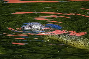 Swimming Prints: Harbour seal hunting salmon in Ketchikan Creek, Ketchikan, Alaska, USA