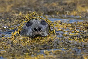 Mammalia Prints: Harbour seal, Isle of Skye, Scotland