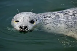 Floating Prints: Harbour Seal (Phoca vitulina) Individual loafing in Inner Harbour, Victoria, BC, Canada